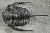 Spiny Cyphaspis Trilobite - Ofaten, Morocco #245924-2